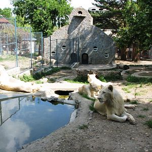 White_lions3