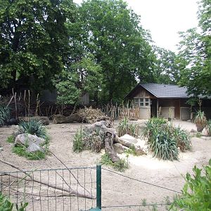 Peccary Exhibit at Vienna, 14/06/13