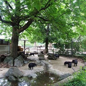 Peccary Exhibit at Vienna, 14/06/13