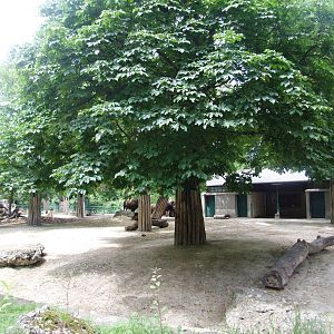 Bison Paddock at Vienna, 14/06/13