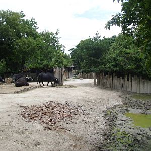 Water Buffalo Enclosure at Vienna, 14/06/13