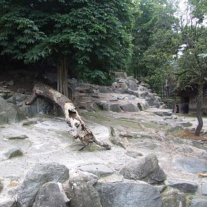 Tahr Enclosure at Vienna, 14/06/13