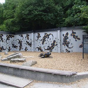 Fire Salamander Climbing Wall at Vienna, 14/06/13