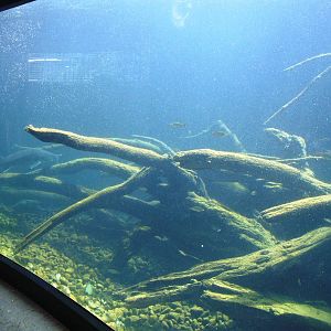 Freshwater Fish Exhibit at Vienna, 14/06/13