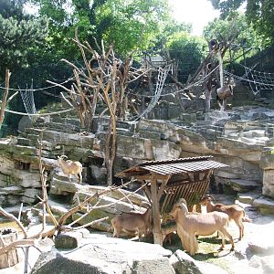 Sheep and Macaque Exhibit at Vienna, 14/06/13