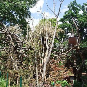 Porcupine Exhibit at Vienna, 14/06/13