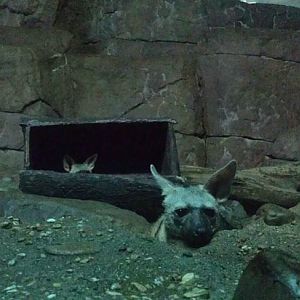 Jul. 2013 - Night Hunters - Aardwolves