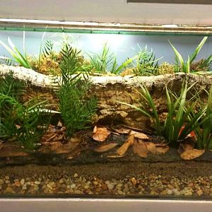 Jul. 2013 - World of the Insect - American Burying Beetle Exhibit