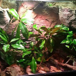 Jul. 2013 - Manatee Springs - Brown Anole + Green Tree Frog Exhibit