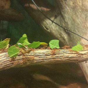 Jul. 2013 - World of the Insect - Leaf-cutter Ants
