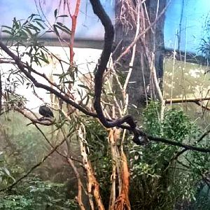 Jul. 2013 - Wings of the World - Australasia Panorama