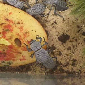 Jul. 2013 - World of the Insect - Blue Death Feinging Beetle