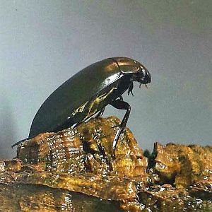Jul. 2013 - World of the Insect - Water Scavenger Beetle