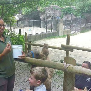 Jul. 2013 - Wildlife Canyon - Bactrian Camel Encounter