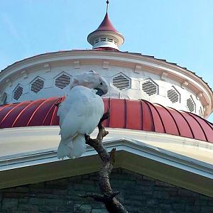 Jul. 2013 - Cockatoo Island - Salmon-crested Cockatoo
