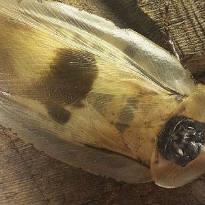 Jul. 2013 - World of the Insect - Giant Cockroach