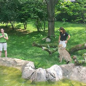 Jul. 2013 - Africa - Cheetah Encounter