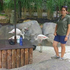 Jul. 2013 - Africa - Greater Flamingo Encounter