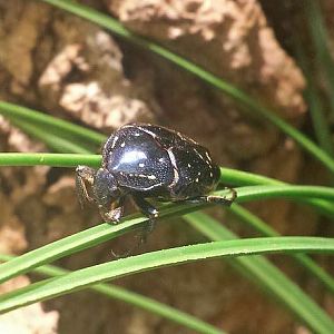 Jul. 2013 - World of the Insect - Tin Foil Beetle