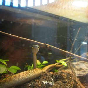 Jul. 2013 - Reptile House - Parrot Snake