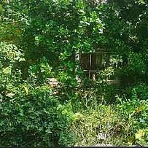 Jul. 2013 - Discovery Forest Panorama