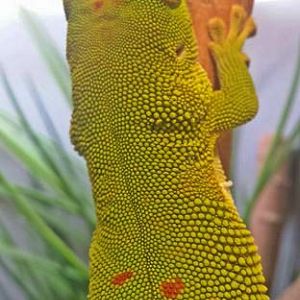 Jul. 2013 - World of the Insect - Madagascar Giant Day Gecko