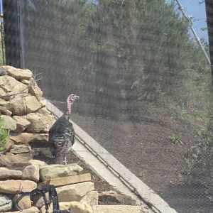 Mike and Mary Stark Grizzly Ridge - Lower Aviary