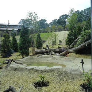 Mike and Mary Stark Grizzly Ridge - Bald Eagle Exhibit