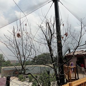 Mike and Mary Stark Grizzly Ridge - Upper Aviary