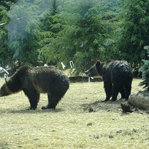 Mike and Mary Stark Grizzly Ridge - Grizzly Bear Exhibit