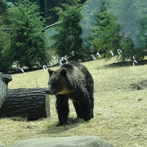Mike and Mary Stark Grizzly Ridge - Grizzly Bear Exhibit