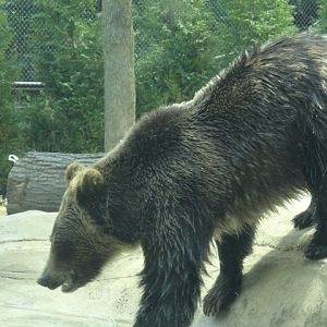 Mike and Mary Stark Grizzly Ridge - Grizzly Bear Exhibit