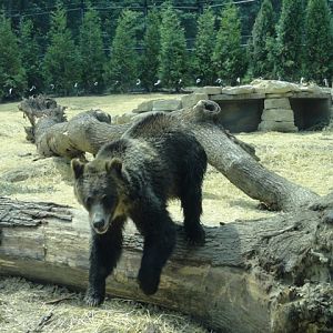 Mike and Mary Stark Grizzly Ridge - Grizzly Bear Exhibit