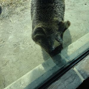 Mike and Mary Stark Grizzly Ridge - Grizzly Bear Exhibit