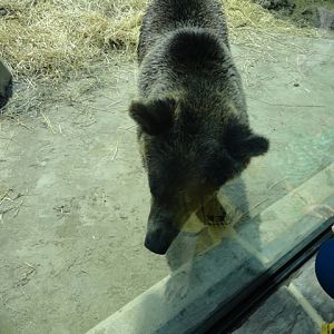 Mike and Mary Stark Grizzly Ridge - Grizzly Bear Exhibit