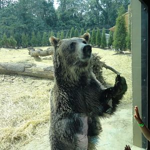 Mike and Mary Stark Grizzly Ridge - Grizzly Bear Exhibit