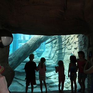 Mike and Mary Stark Grizzly Ridge - Otter Underwater Viewing