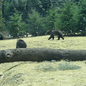 Mike and Mary Stark Grizzly Ridge - Grizzly Bear Exhibit