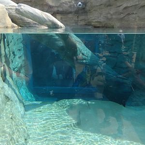 Mike and Mary Stark Grizzly Ridge - Otter Exhibit