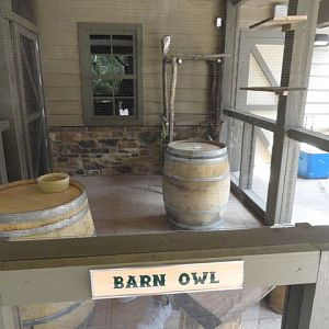 Mike and Mary Stark Grizzly Ridge - Barn Owl in Education Animal Porch