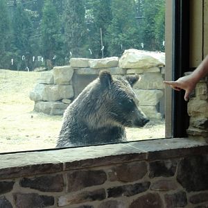 Mike and Mary Stark Grizzly Ridge - Grizzly Bear Exhibit