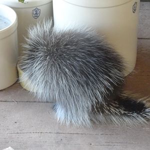 Mike and Mary Stark Grizzly Ridge - Porcupine in Education Animal Porch