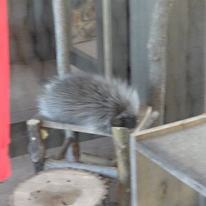Mike and Mary Stark Grizzly Ridge - Porcupine in Education Animal Porch