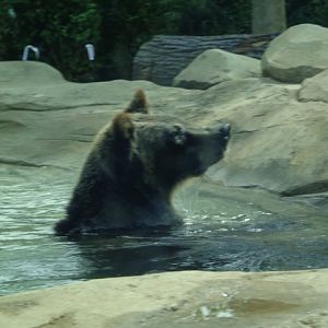 Mike and Mary Stark Grizzly Ridge - Grizzly Bear Exhibit