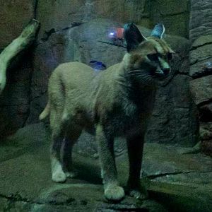 Jul. 2013 - Night Hunters - Caracal