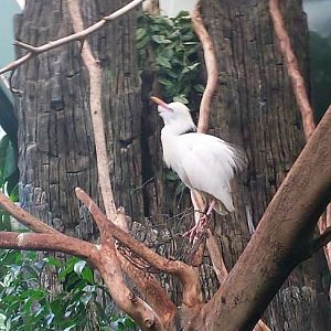 Jul. 2013 - Wings of the World - Cattle Egret
