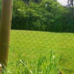 Jul. 2013 - Africa - Cheetah Encounter Panorama