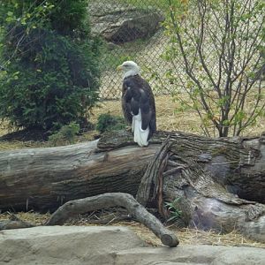 Mike and Mary Stark Grizzly Ridge - Bald Eagle Exhibit
