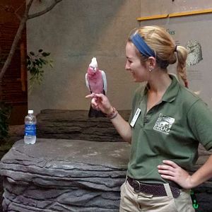 Jul. 2013 - Wings of the World - Gallah Encounter