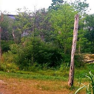 Jul. 2013 - Africa - Grey Crowned Crane + Masai Giraffe Exhibit Panorama